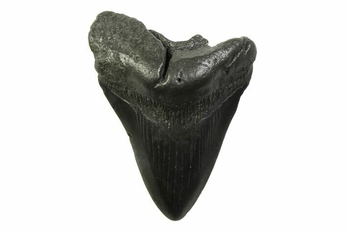 Fossil Megalodon Tooth - South Carolina #341391